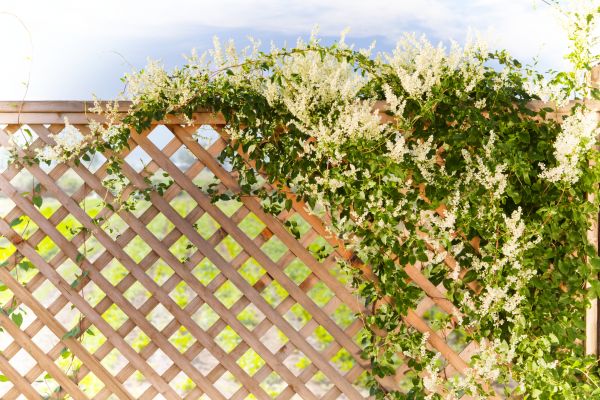 Cost of Lattice Repair in Medina