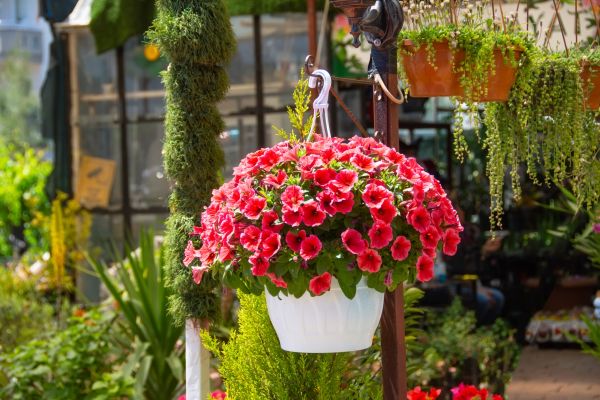 Cost of Hanging Planter Installation in Medina