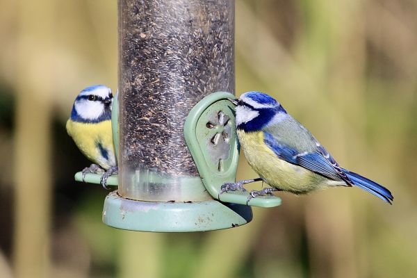 Bird Feeder Mounting Service in Medina