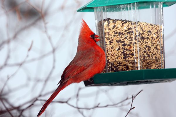 Cost of Bird Feeder Hanging in Medina