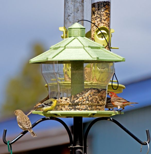 Cost of Bird Feeder Installation in Medina